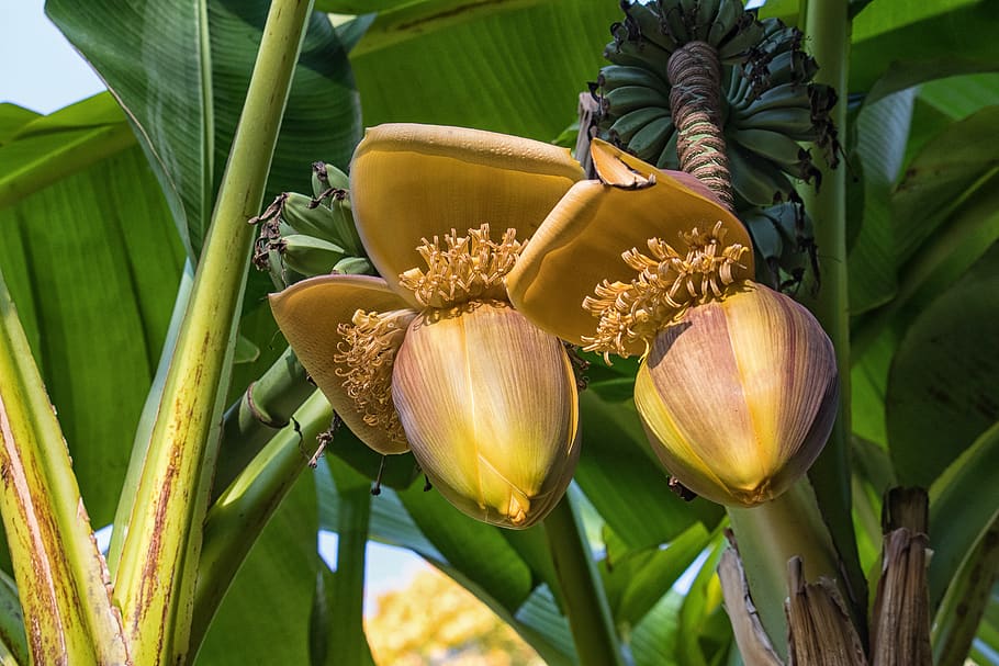 banana flower, banana shrub, banana plant, green, banana, exotic, nature, blossom, bloom, plant