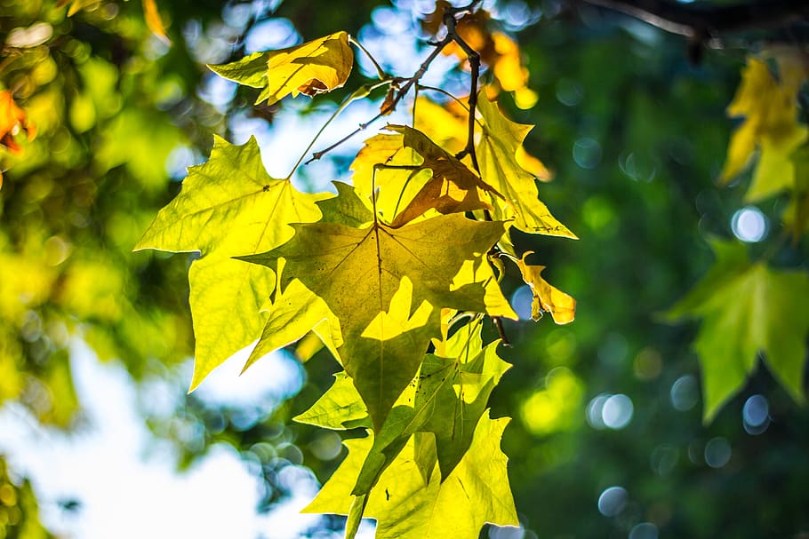 daun, pohon, cabang, alam, musim gugur, sinar matahari, bagian tanaman, menanam, kuning, warna hijau