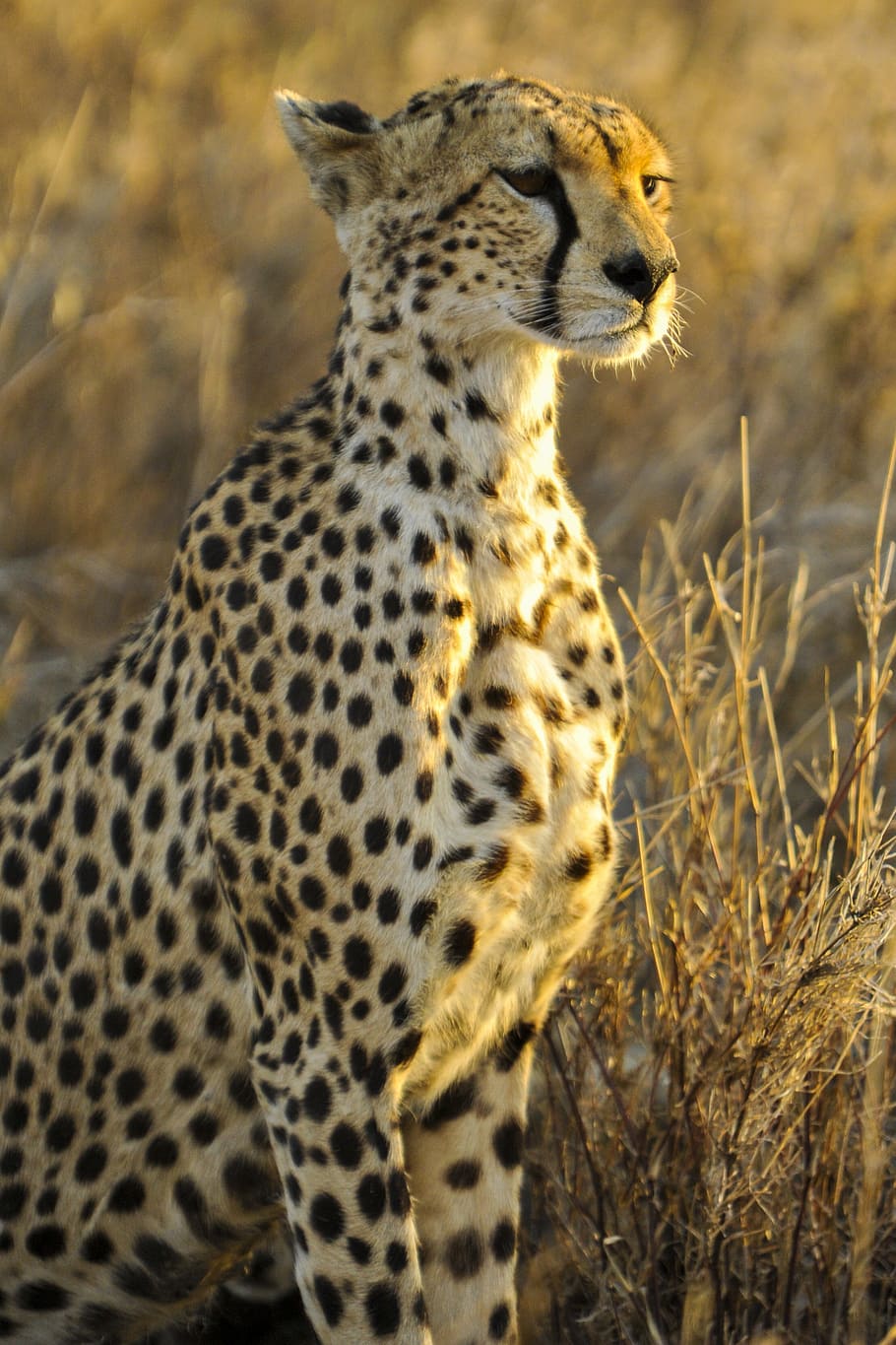 dangkal, fotografi fokus, cheetah, duduk, kucing besar, menonton, predator, mamalia, hewan, kucing