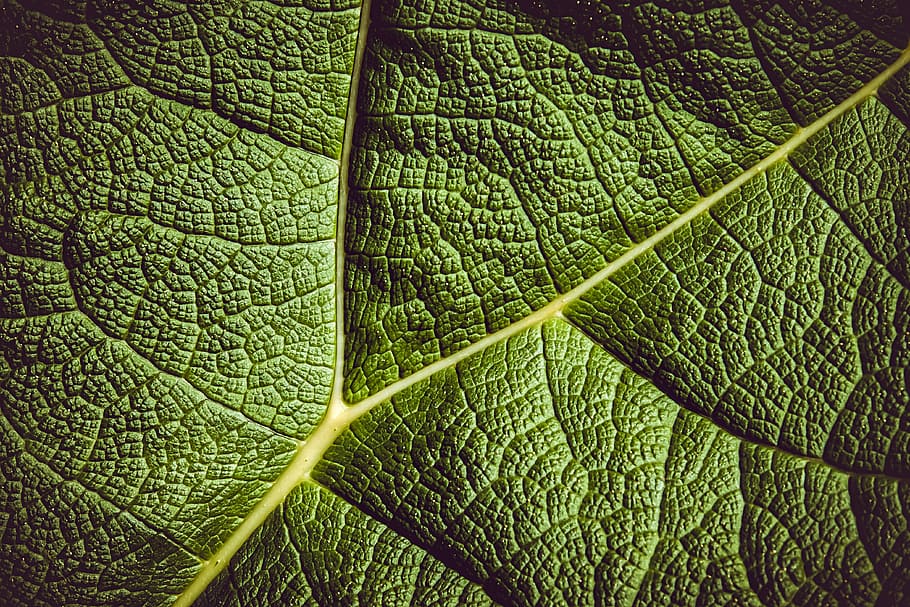 close, shot, green, leaf, mammoth sheet, giant leaves, leaf veins, plant, giant rhubarb, mammoth leaf gunnera