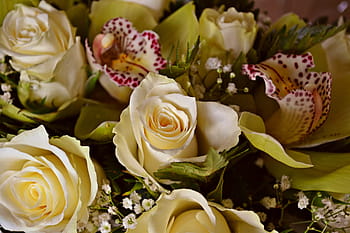 Fotos arreglo floral de rosas libres de regalías | Pxfuel