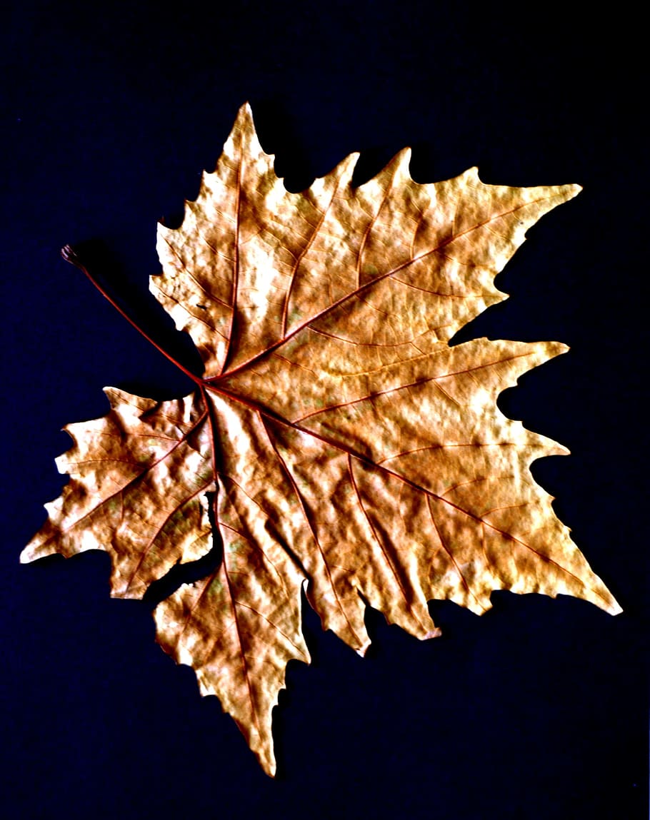 Nature, Sheet, Sycamore, autumn, leaf, yellow, gold Colored, season, no People, brown