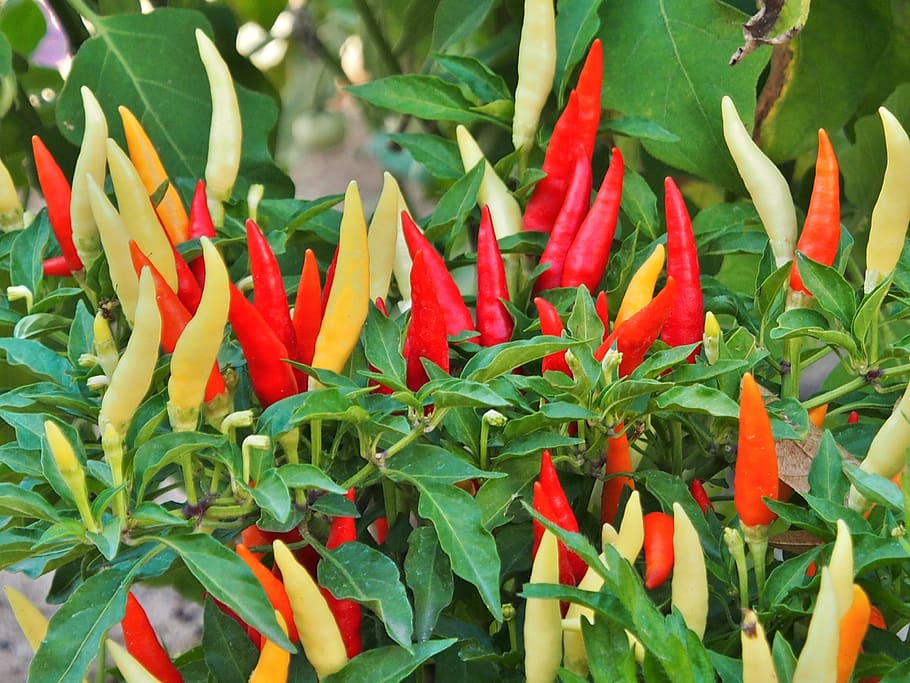 chilli, orange, red, yellow, sharp, chilli pepper, green color, growth, leaf, plant part