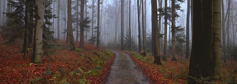 forest, misty, twilight, way, landscape, nature, tree, autumn, mystery, mystical