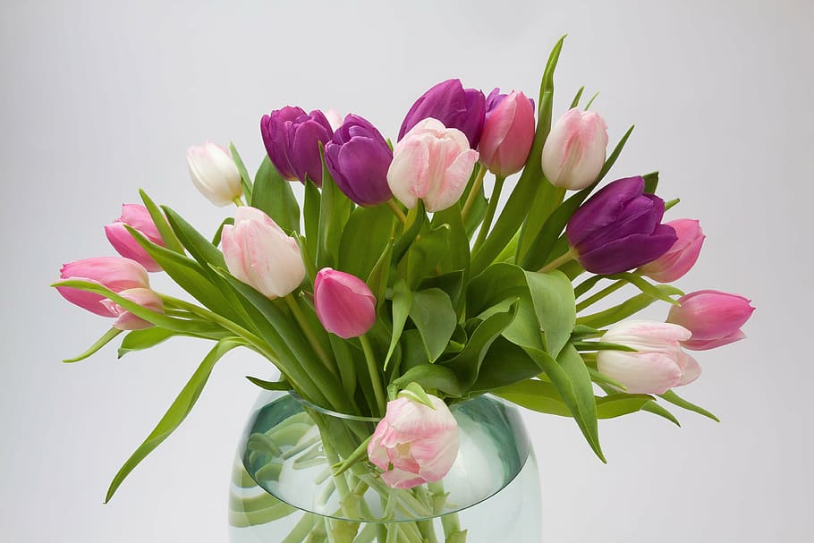 bouquet of tulips, tulip, tulip bouquet, spring flower, bouquet, schnittblume, flower, blossom, bloom, red