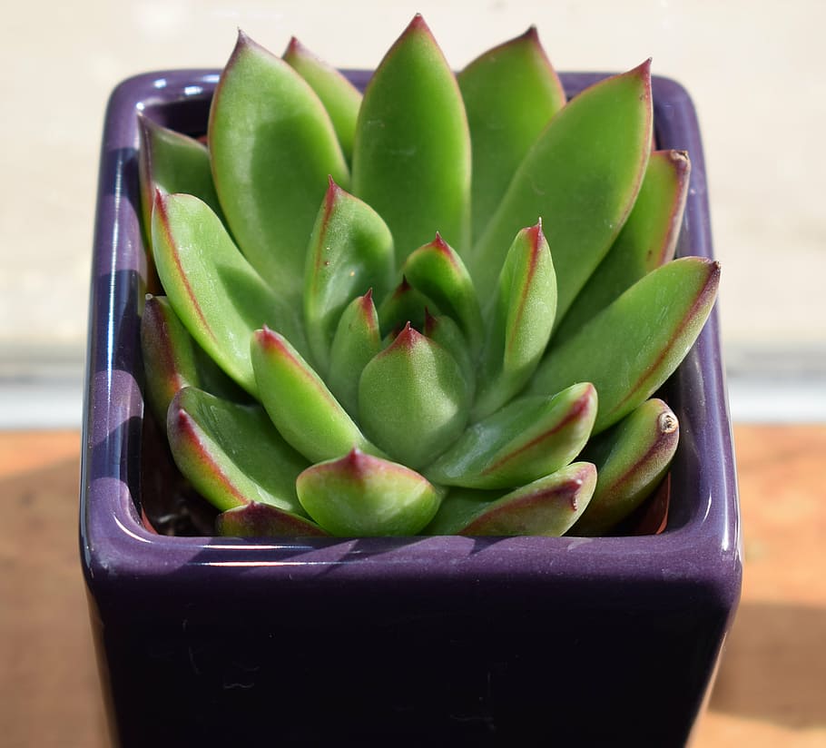 green, succulent, inside, purple, ceramic, planter, succulent in purple pot, echeveria agavoides, container plant, plant