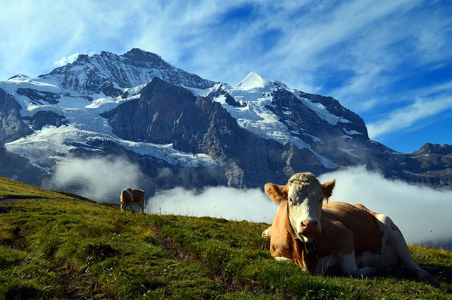 brown, white, cow, alpine, switzerland, mountains, landscape, nature, beef, panorama