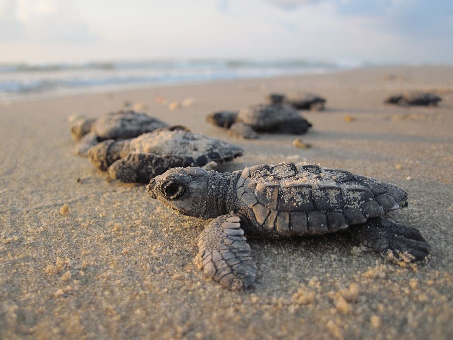 sea turtle hatchling, macro photography, sea turtles, hatchlings, baby, beach, sand, water, coast, seacoast