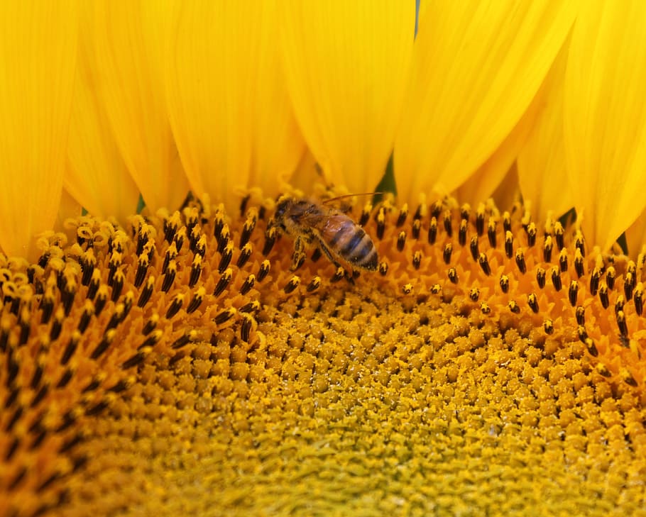 sunflower, flower, honeybee, bee, beekeeping, yellow, flowering plant, invertebrate, petal, insect