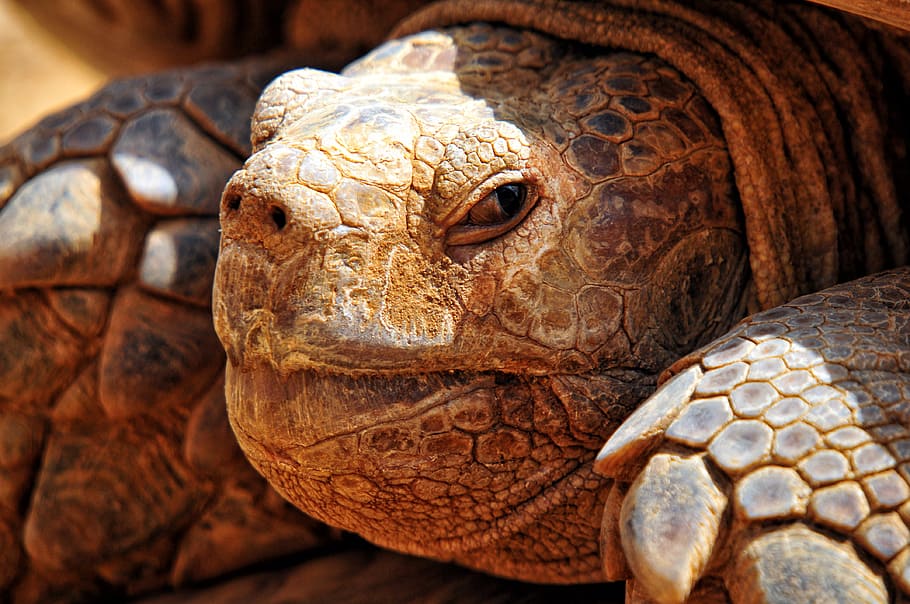 closeup, brown, tortoise, turtle criss-crossed, africa, senegal, tortie, carapace, eye, animal