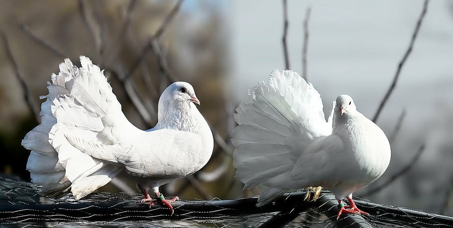 two, white, fantail pigeons, gray, branch, pigeons, pair, affection, whisper sweet nothings, image editing