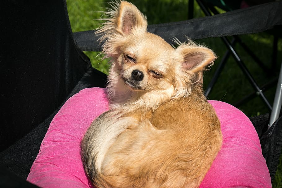 Chihuahua, perro, Chiwawa, pequeño, perro pequeño, mascota, animal, retrato de animal, lindo, dulce