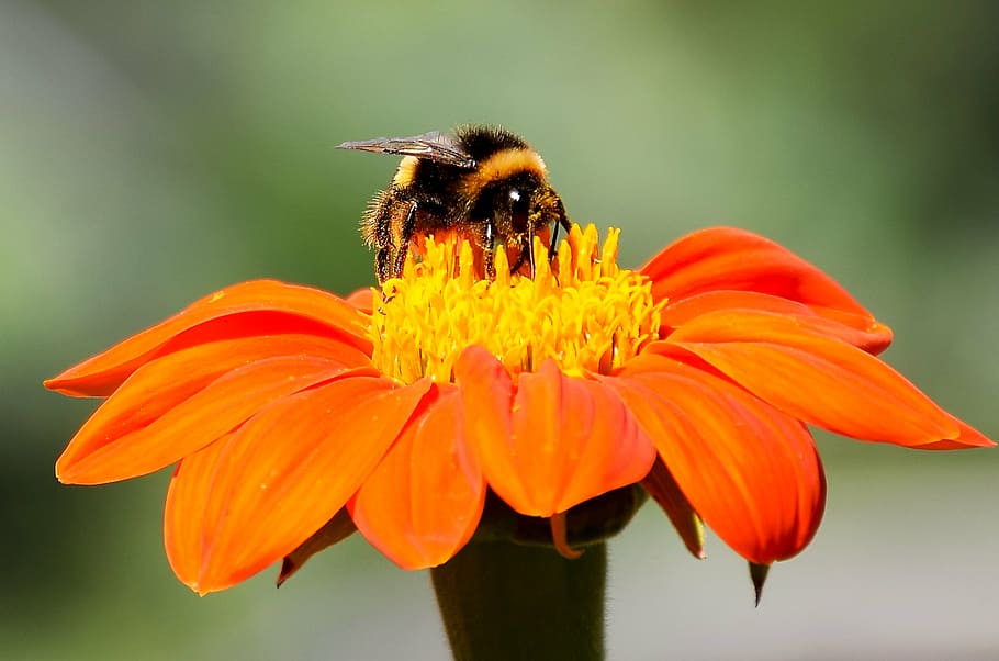flower, bees, bee, orange, plant, insects, pollen, nature, meadow, flowering plant