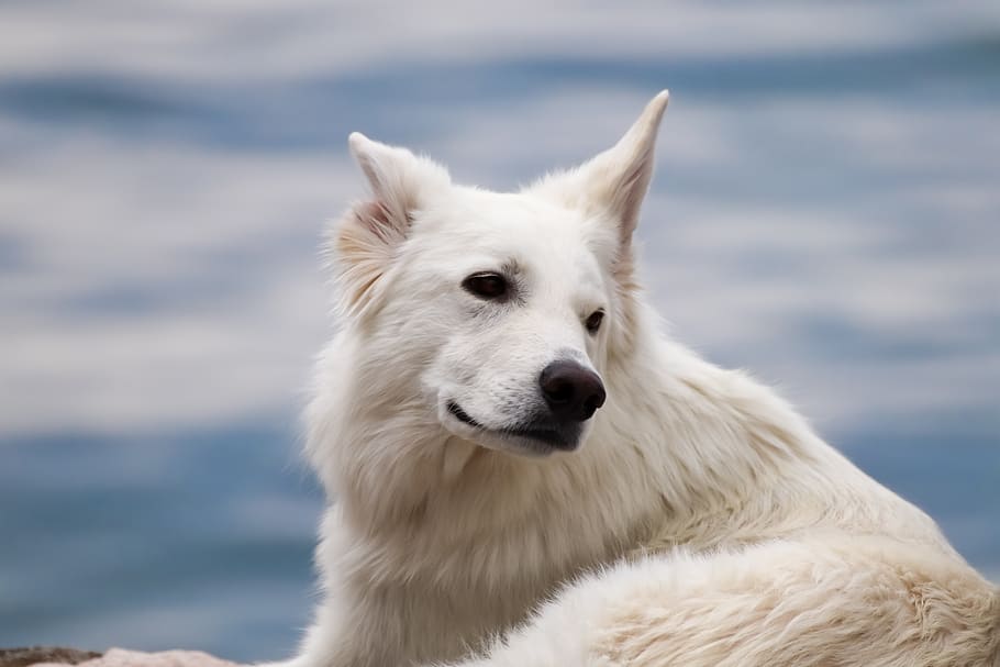 dog, large, white, view, water, attention, dog head, portrait, face, animal portrait