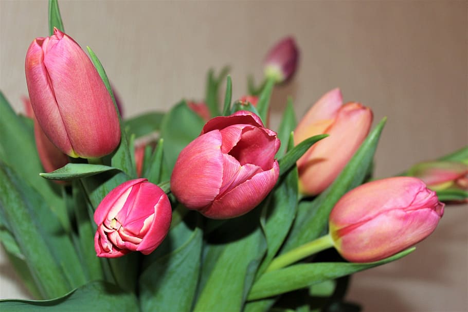 tulips, flowers, spring flowers, march 8, krupnyj plan, tulip, nature, bouquet, flower, pink Color
