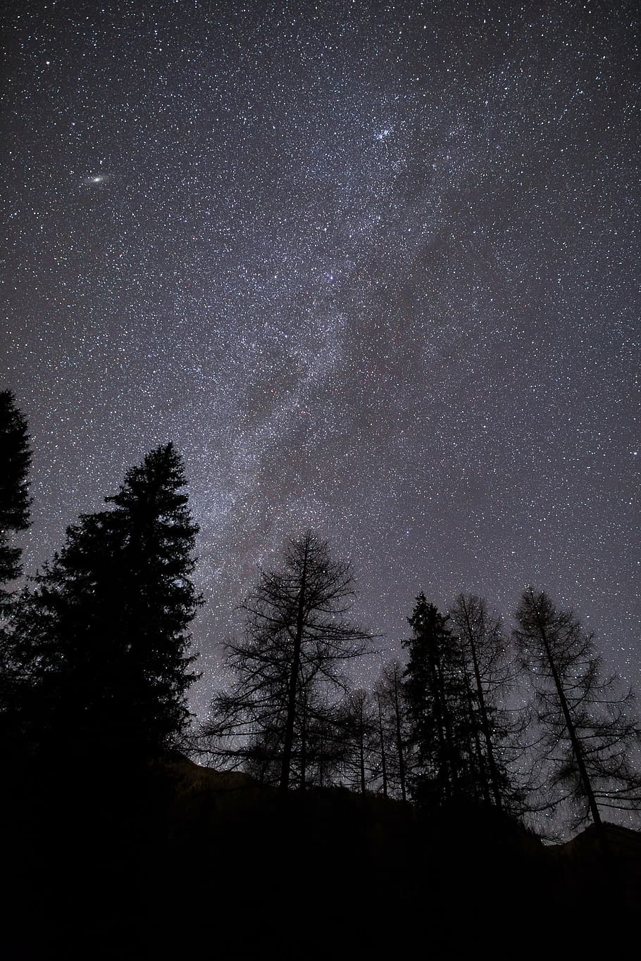 silhouette, trees, starry night, stars, dark, night, constellation, nature, astrophotography, woods