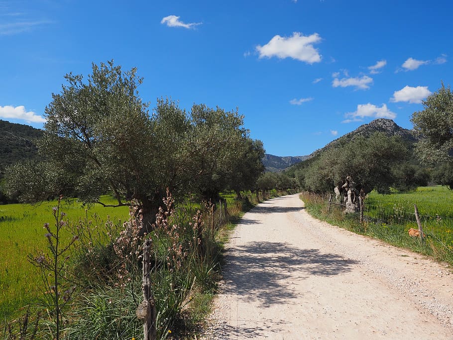 road, surrounded, trees, lane, fields, mallorca, olive tree, olive plantation, plantation, tree