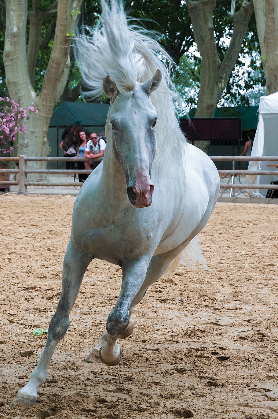 white, horse, running, beige, dirt field, daytime, horseback riding, dressage, mane, equestrian