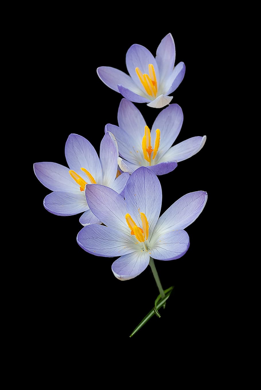 purple, white, petaled flowers photo, crocus, nature, background, crocuses, flowers, spring, flower