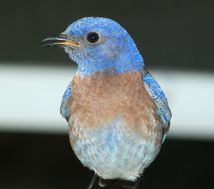 selective, focus photography, northern, bluebird, western bluebird, bird, standing, wildlife, blue, songbird