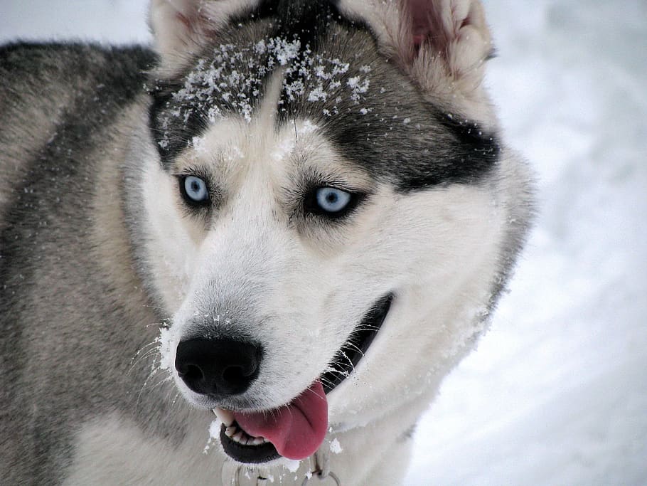cão, siberiano, husky, inverno, neve, retrato, azul, olhos, natureza, um animal