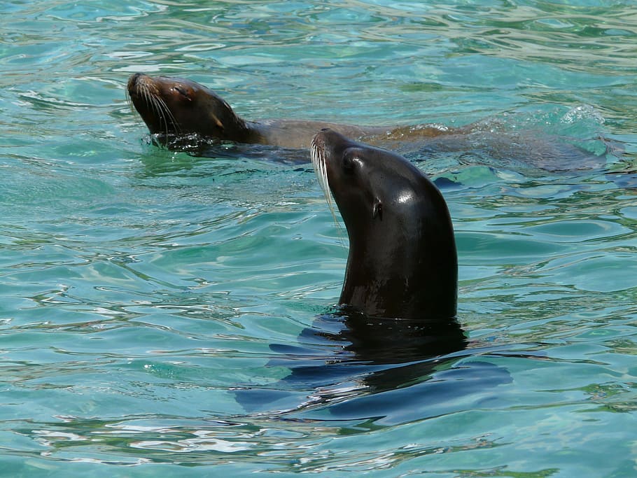 california sea lion, sea lion, seal pelts, water, play, wet, splashing, clear, animal, creature
