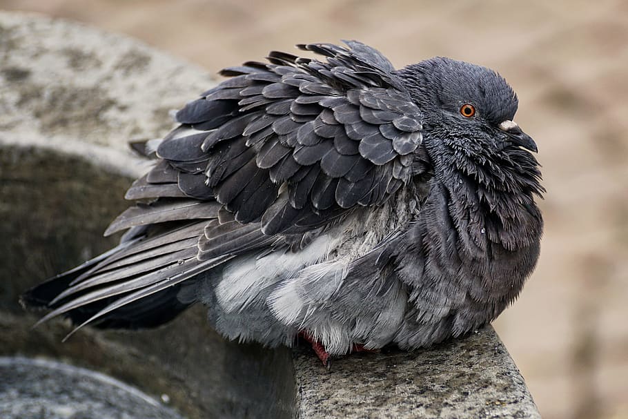 black, pigeon, gray, concrete, surface, dove, bird, animal, birds, feather