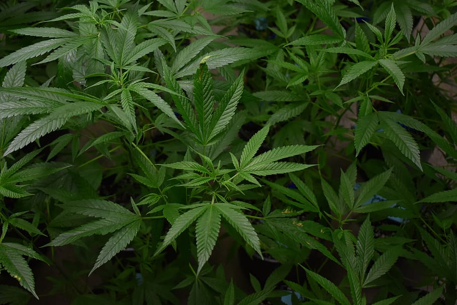 cannabis, marijuana, hemp, pot, medicine, ganja, medical, plant, indoor grow, greenhouse grow - Pxfuel