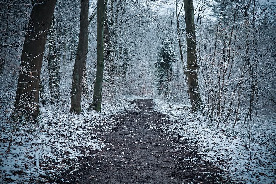snow-covered woods, winter, wood, nature, frost, snow, cold, landscape, frozen, weather