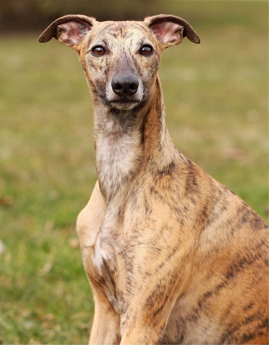adult, brown, brindle greyhound, whippet, canine, dog, sitting, fast, racing, looking