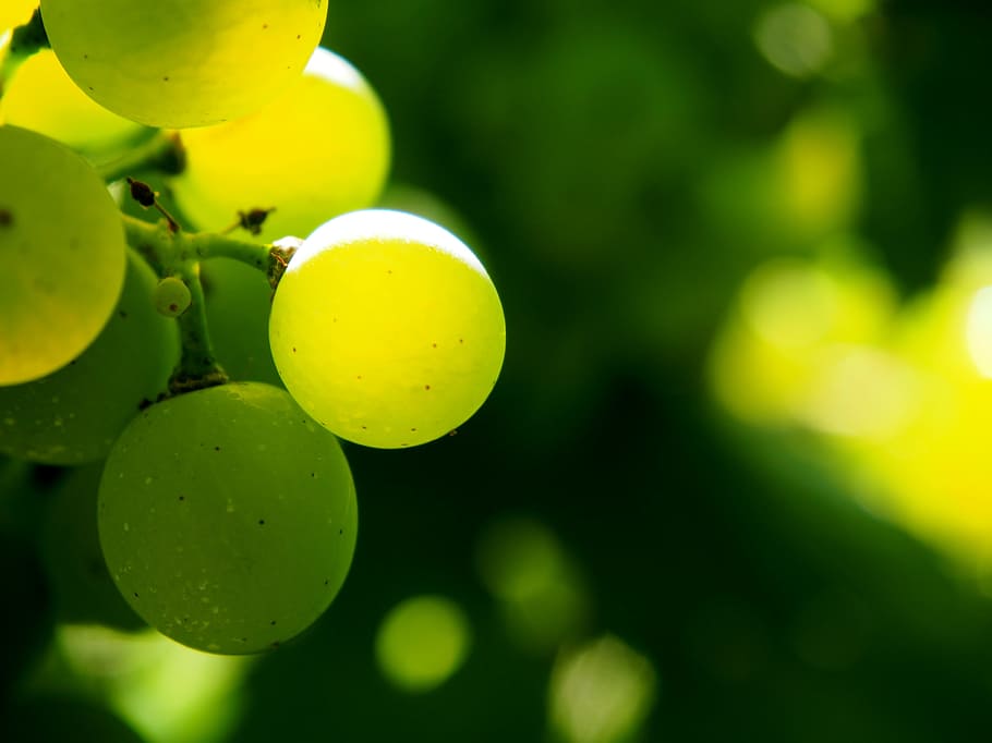 verde, uvas, selectivo, fotografía de enfoque, viñedo, vides, otoño, viticultura, enólogo, uva