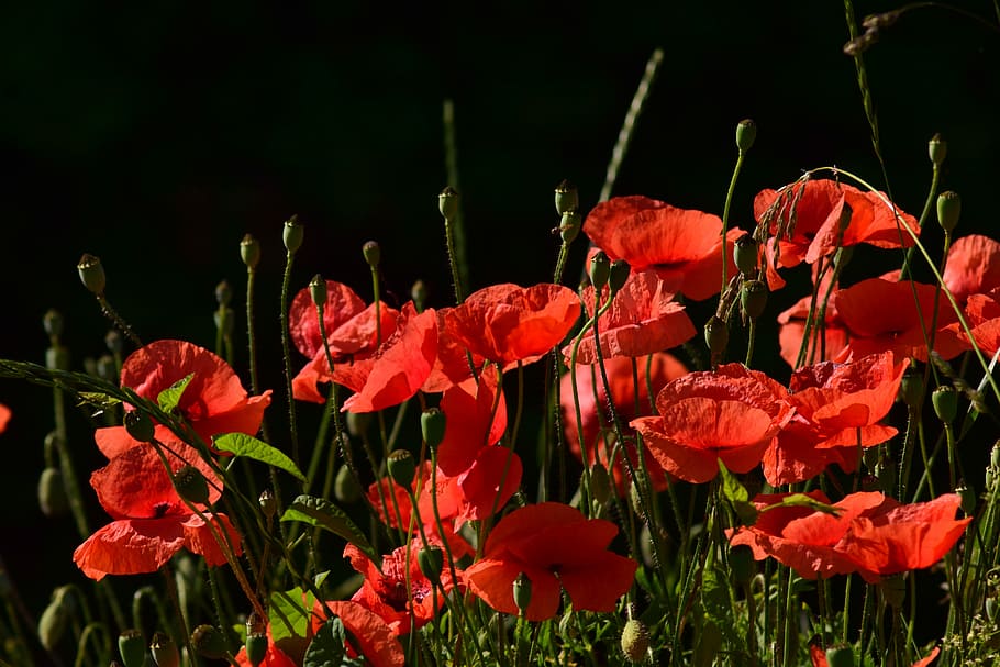 amapola, campo de amapolas, klatschmohn, amapola roja, floreciente mohnfeld, rojo, naturaleza, flor de amapola, flor puntiaguda, flor