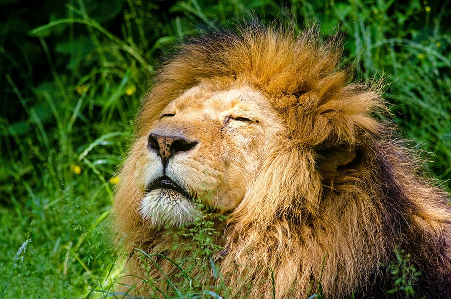 lion, lying, green, grass, african lion, male, mane, lazy, cat, animal