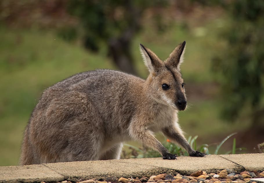 wallaby, wallaby de cuello rojo, escalada, pasos, exploración, australia, queensland, marsupial, salvaje, canguro
