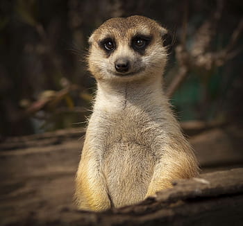 Royalty-free meercat photos free download | Pxfuel