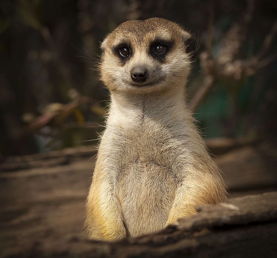 closeup, rodent animal, meercat, cute, smile, close, eyes, upright, portrait, one animal