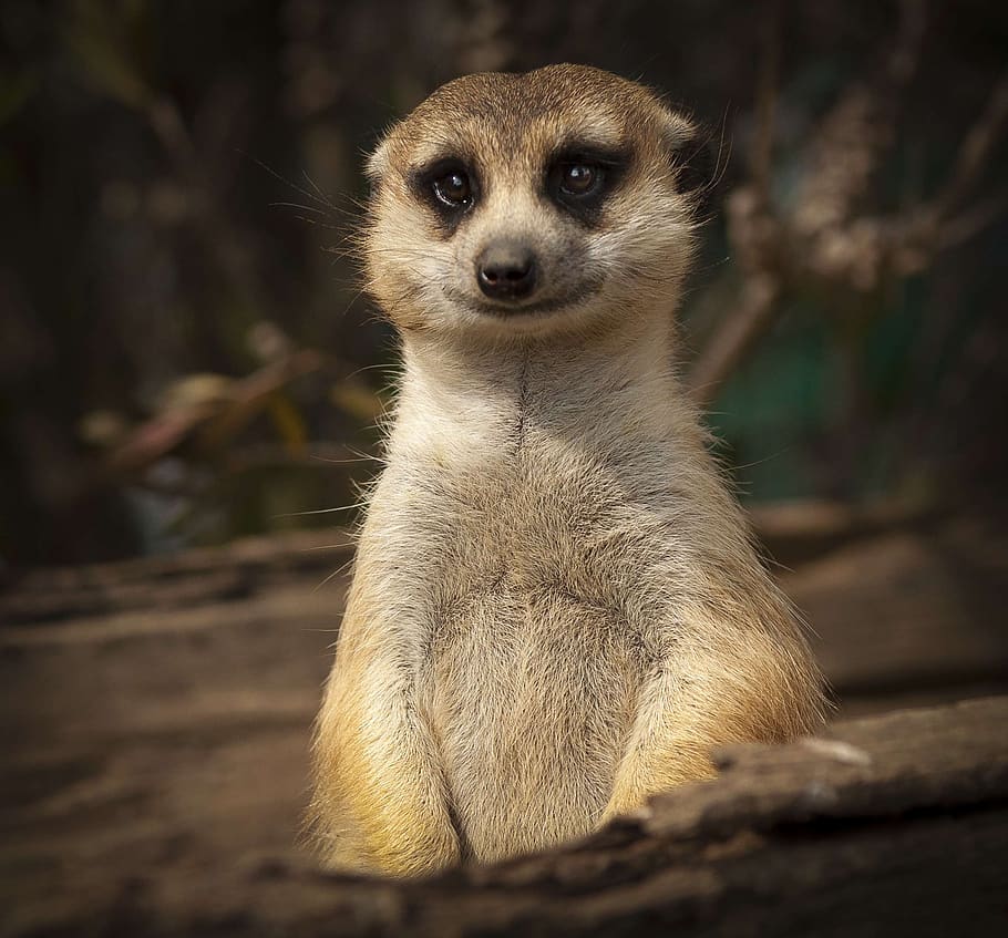meerkat, cute, smile, close, eyes, upright, portrait, wildlife, animals, happy