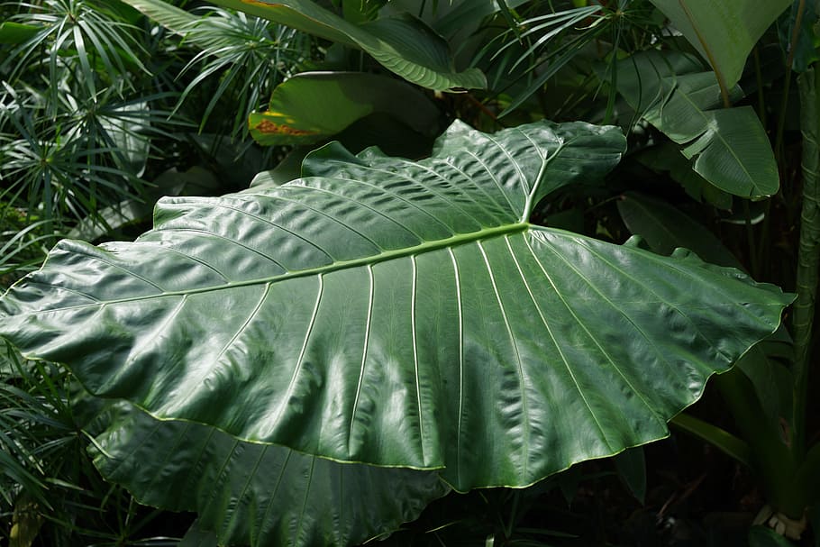 large forest leaf, yam, taro plant, malaysia, tropics, leaf, plant part, green color, growth, plant