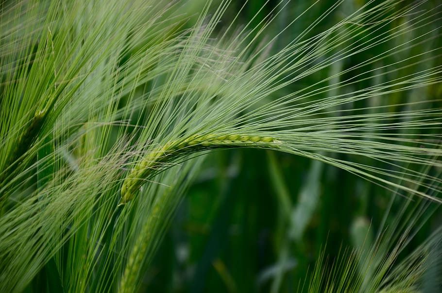 focus photo, green, wheat, barley, cereals, barley field, grain, field, nature, spike