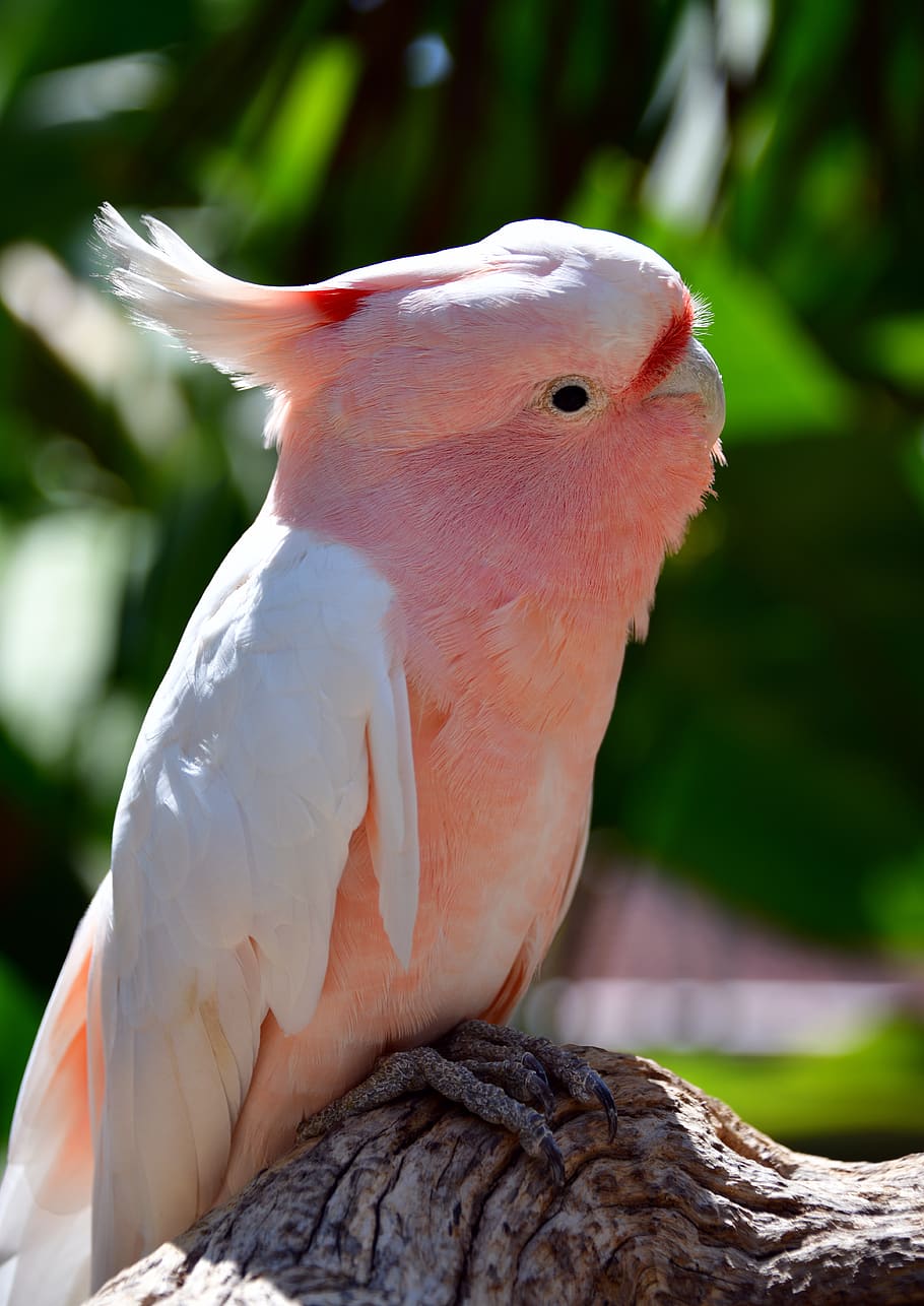 parrot, pink, bird, animal, nature, feather, colorful, tropical, beak, red
