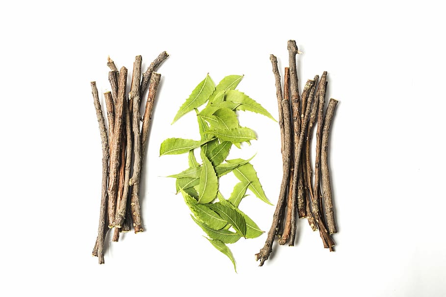 green leaves, ayurveda, ayurveda herbs, beauty, branch, chew, dental, dental care, fresh, growth