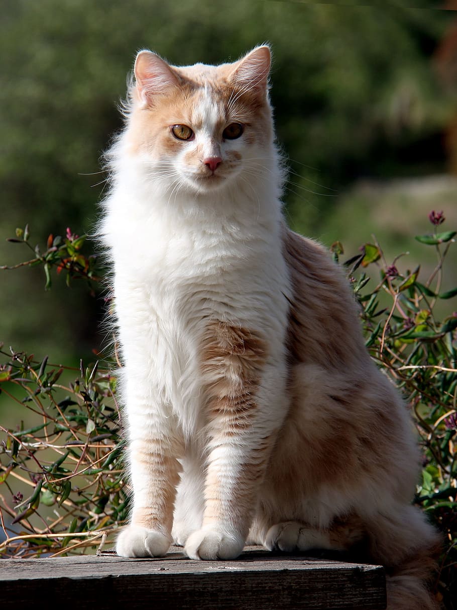 domestic longhair cat, domestic cat, cat, long hair, tawny, cream, amber eyes, pink nose, one animal, animal themes