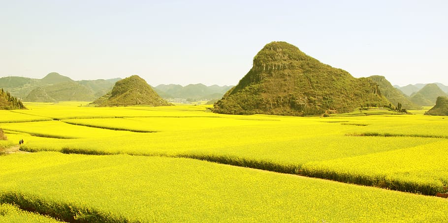 canola flower sea, flower, luoping, landscape, scenics - nature, plant, environment, land, nature, beauty in nature