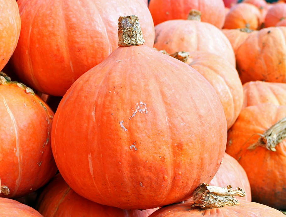 close, orange, pumpkin, pumpkins, hokkaido, autumn, october, harvest, vegetables, colorful