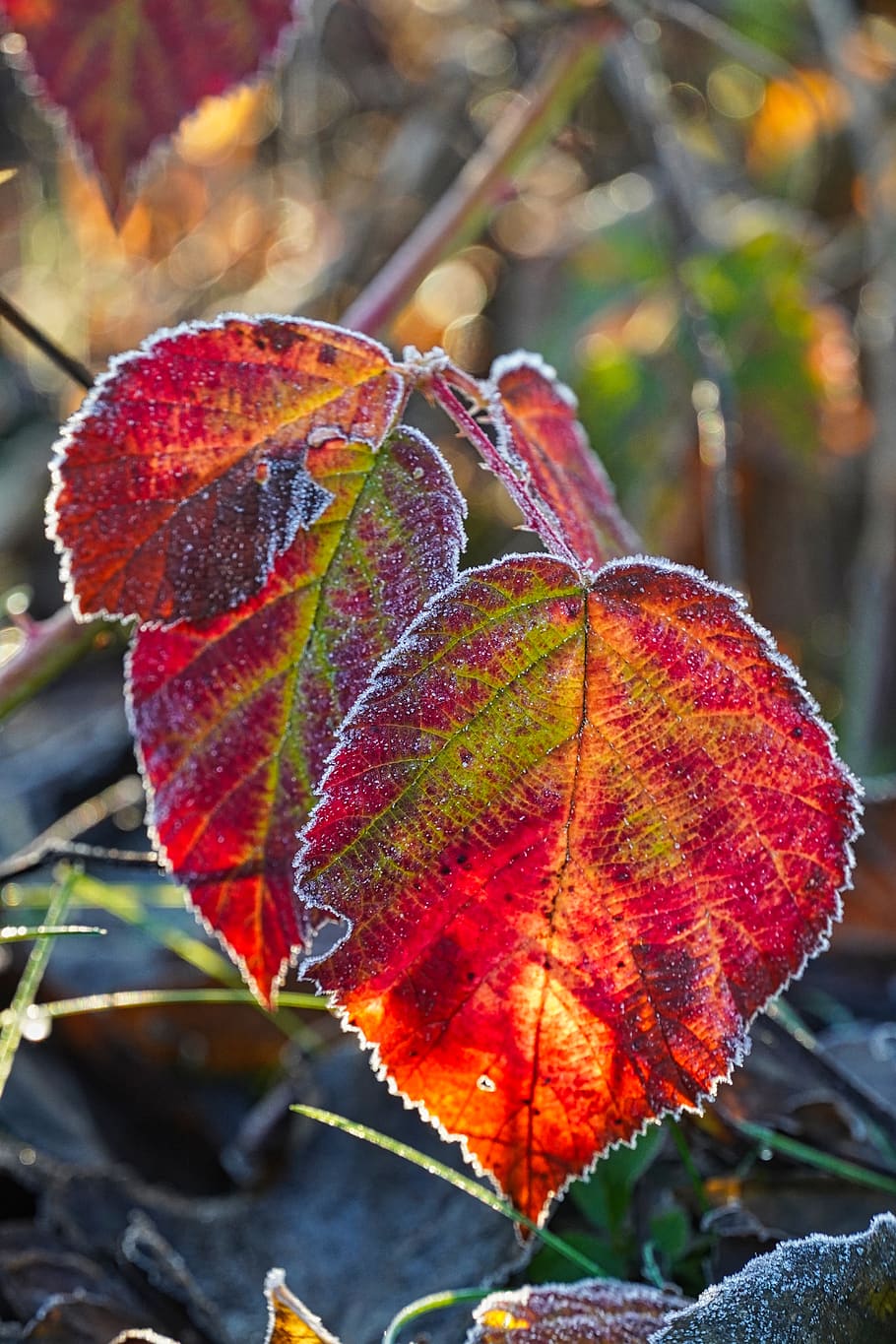 Листья заморозки. Замороженные листья. Мерзлые листья. Красные листья в заморозках. Листья заморозки редкие.