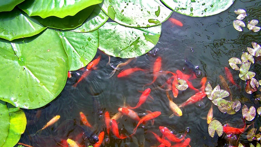 koiの魚, 体, 水, 昼間, 金の魚, 赤, 湖, 睡蓮の葉, 自然, 脊椎動物