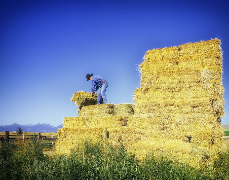 person, standing, top, hay stack, oregon, farm, rancher, man, hay, straw