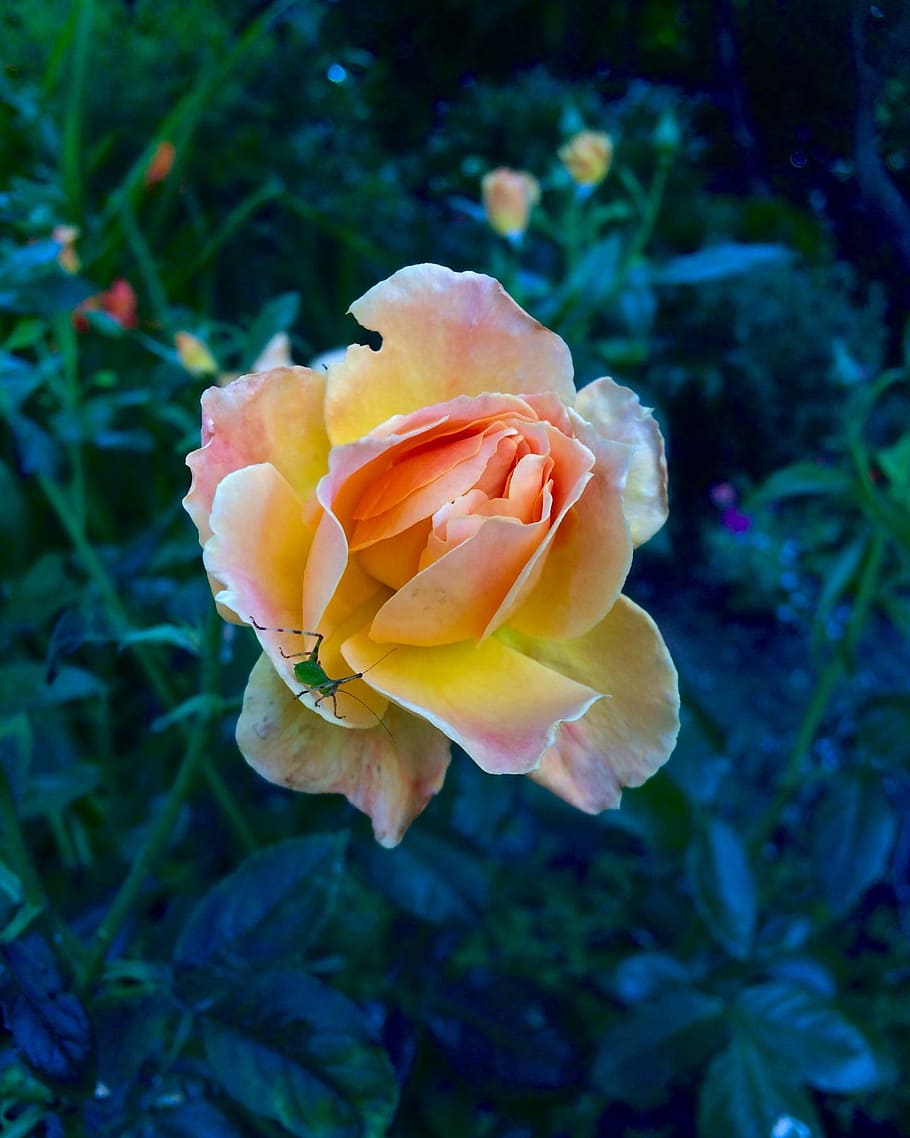 peach rose, katydid, dark background, contrast, blush, garden, summer, centre, flower, fragility