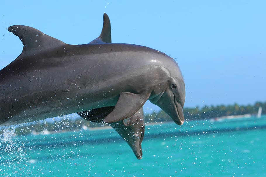 dois, cinza, golfinhos, mar, dia, golfinho, caribe, animais selvagens, vida selvagem, mamífero