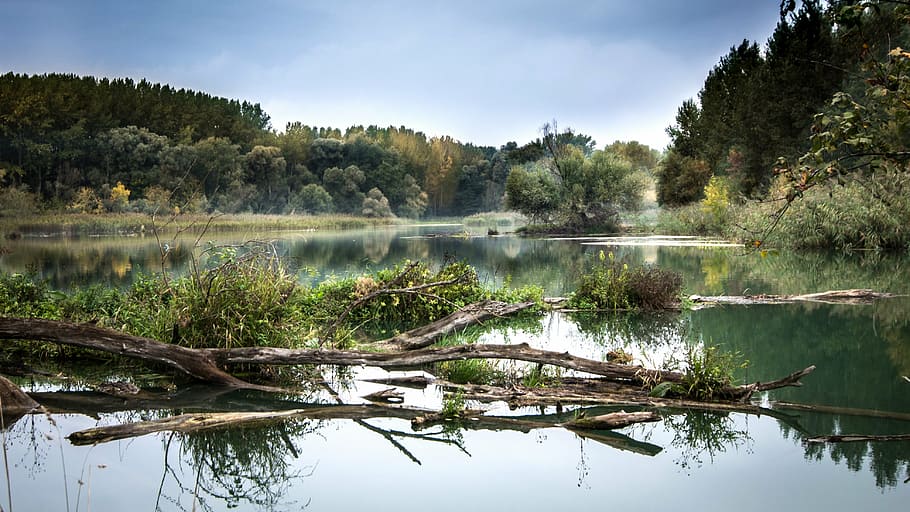 green, trees, body, water, river, the danube, fog, reflection, slovakia, nature